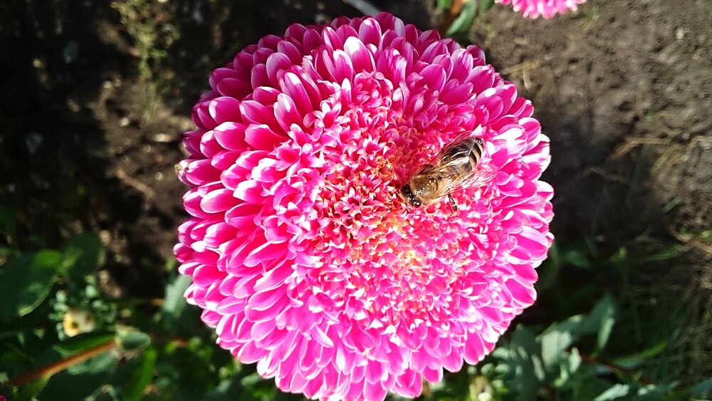 China Aster