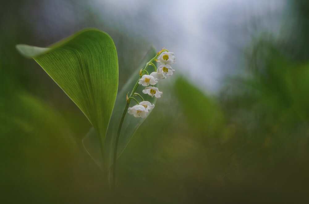 Photograph by Панова Зоя