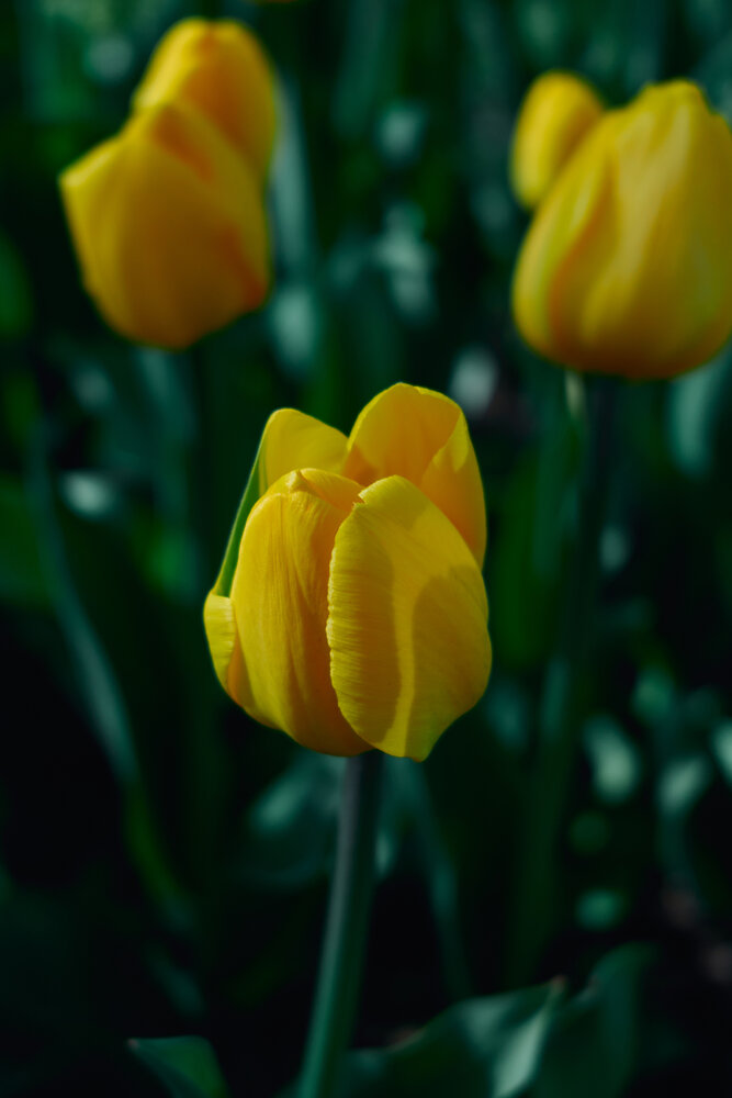 Photograph by Дмитрий Сердитов