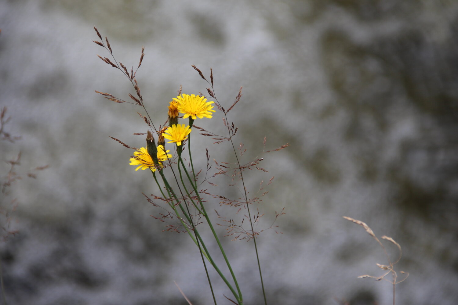 Photo #13852398