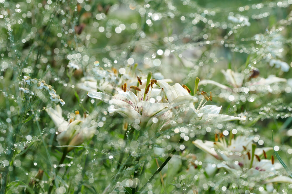 Photograph by Ирина Бехтерева
