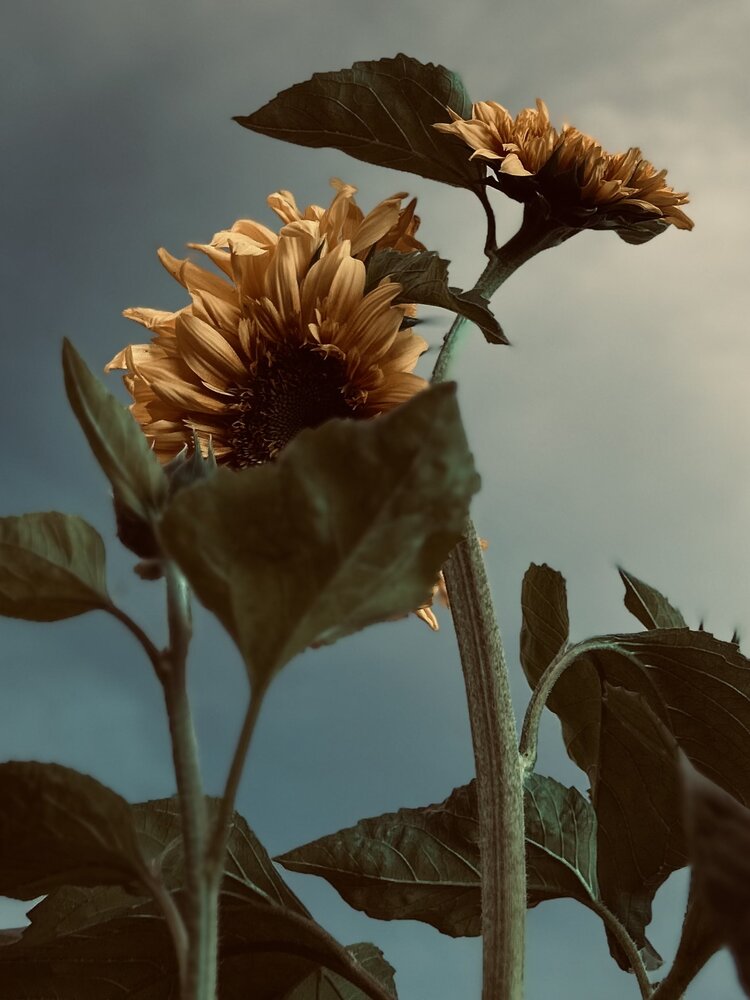 Photograph by Alexandra Ivanchikova