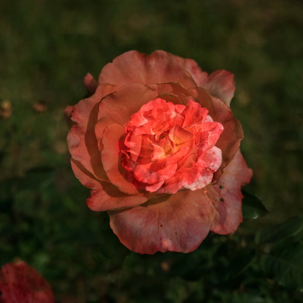 Photograph by Наталья Сафронова