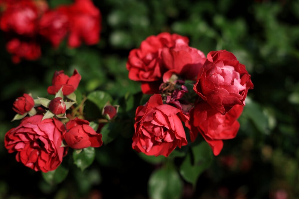 Photograph by Наталья Сафронова