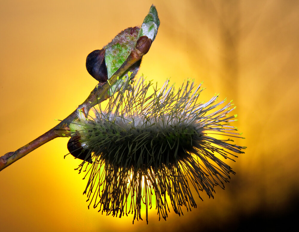 Photograph by Алексей Окунеев
