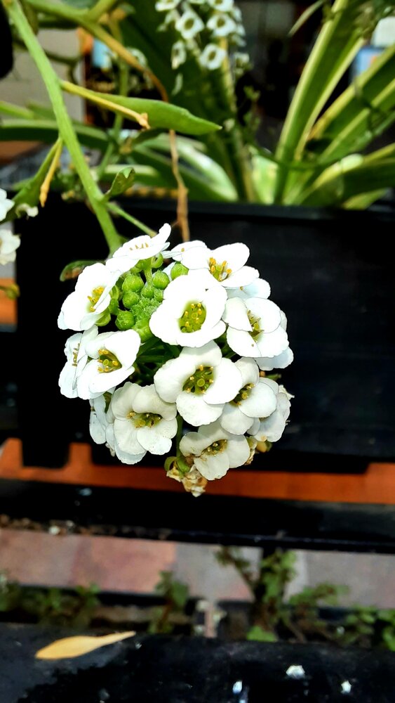 Photograph by Sattanurupa Samadder
