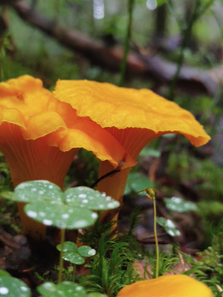 Photograph by Яна Сальникова