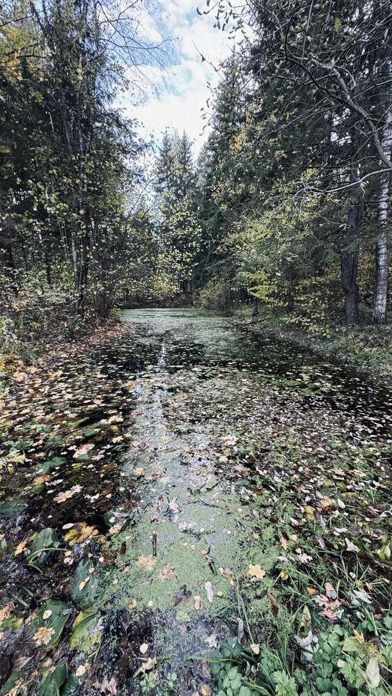Фотография автора Светлана Родионова
