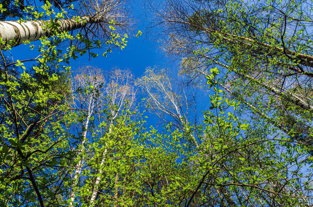Photograph by Денис Кичев