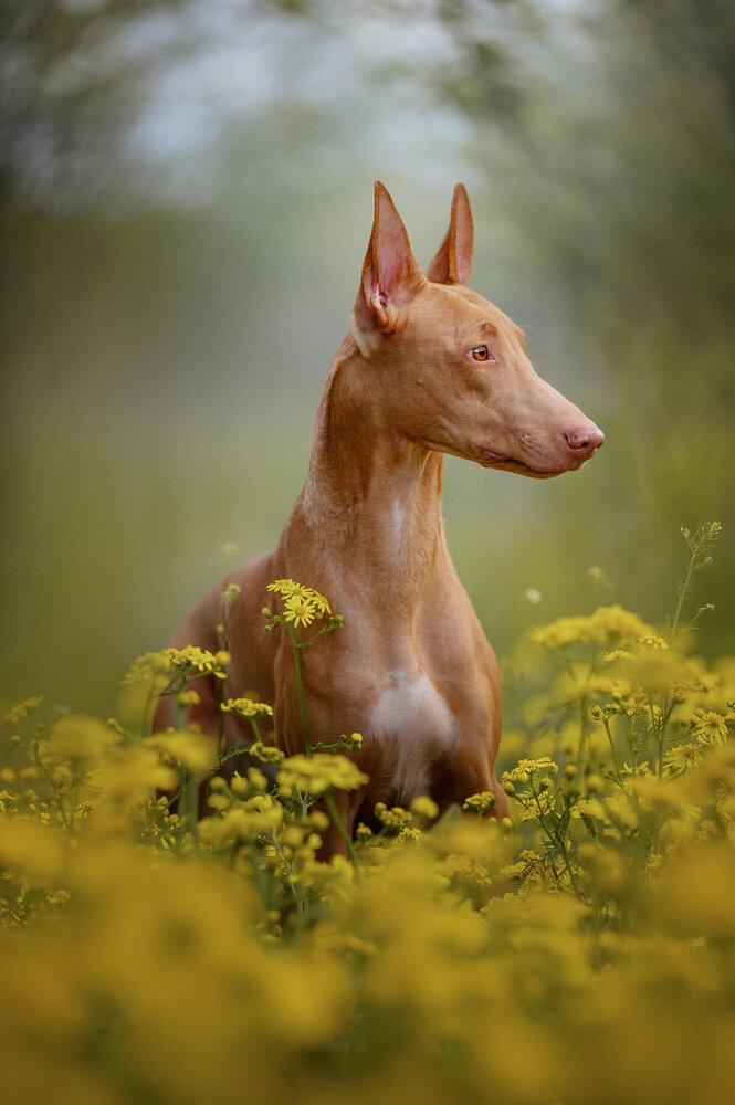 Photograph by Марина Чеботарева