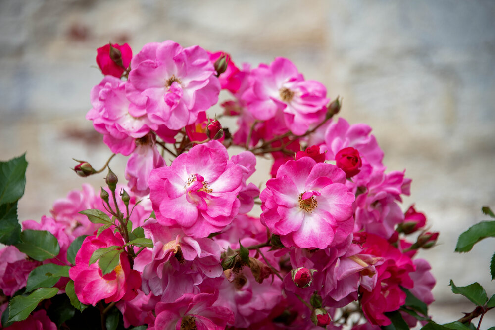 Photograph by Дария Ризниченко