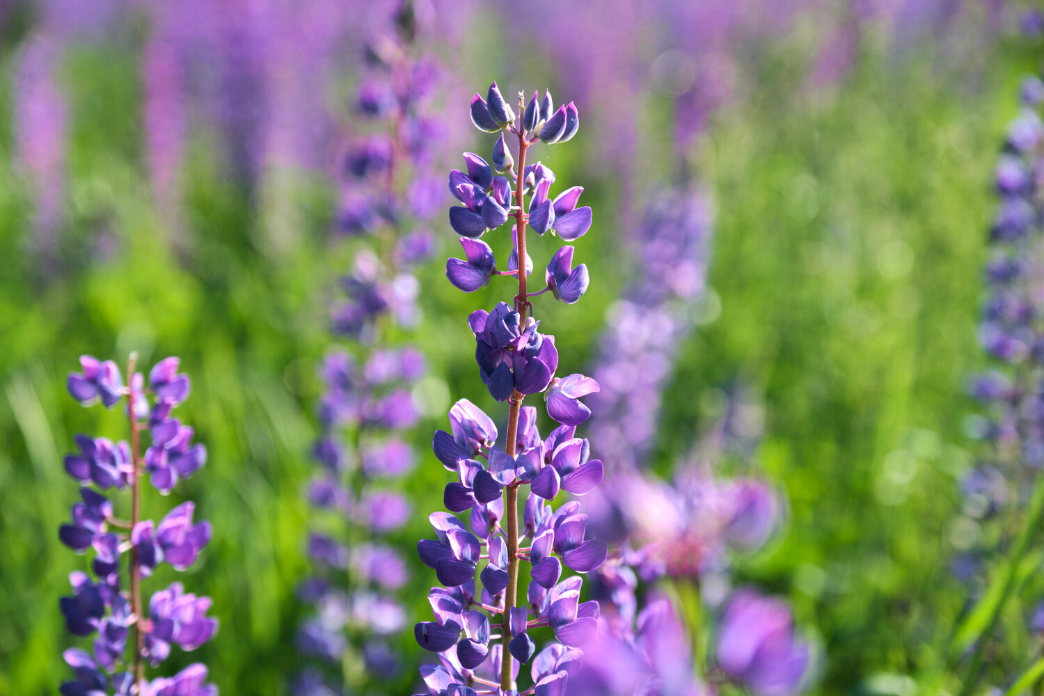 Photo #13853054