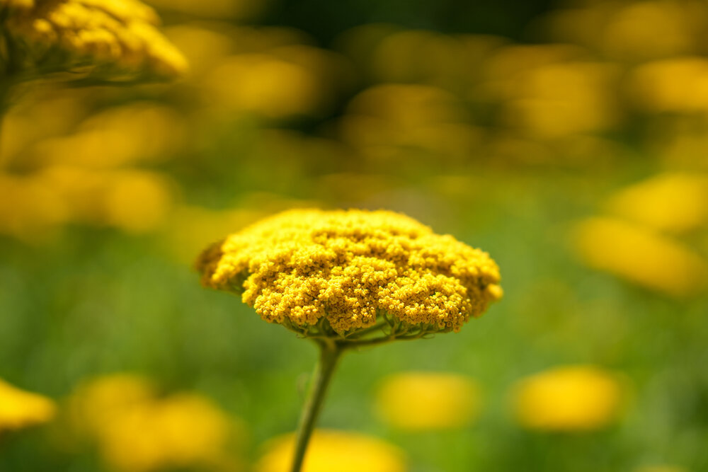 Photograph by Ирина Алексеева