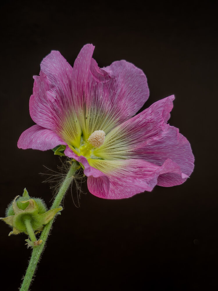 Photograph by Лилия Фролова