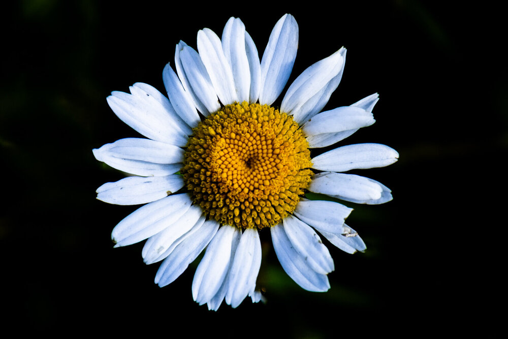 Photograph by Алексей Новоселов