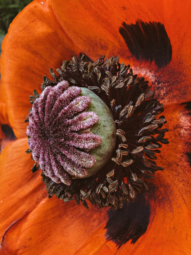 Photograph by Елена Чулюнина