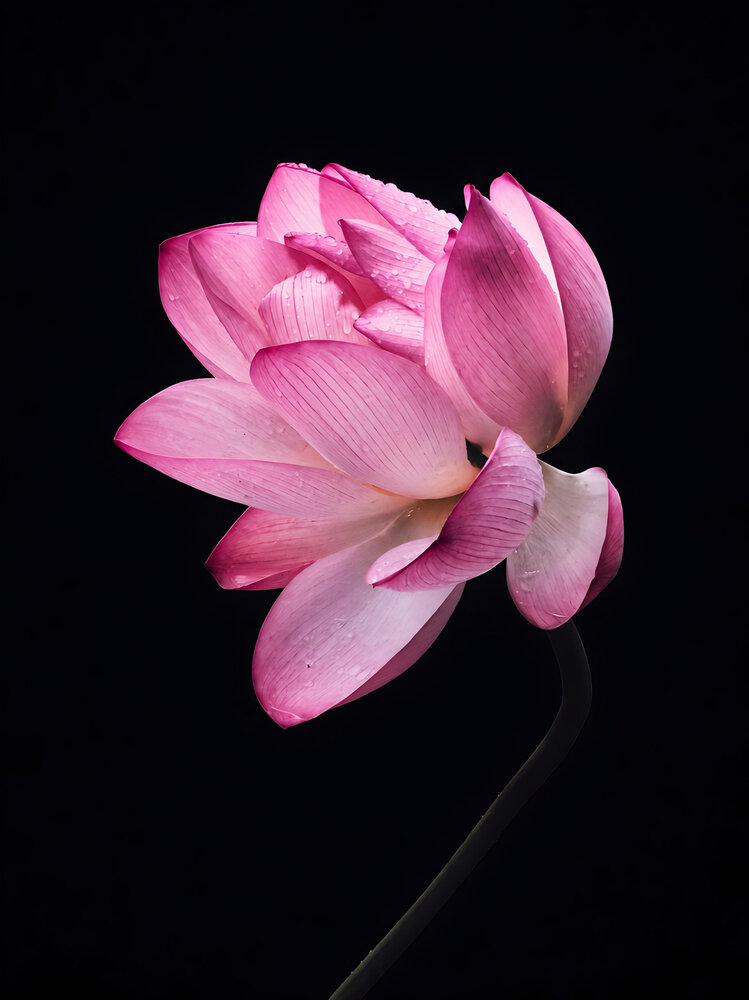 Lotus in Silence