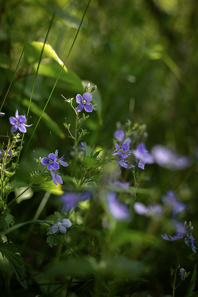 Photograph by Rimma Larkina