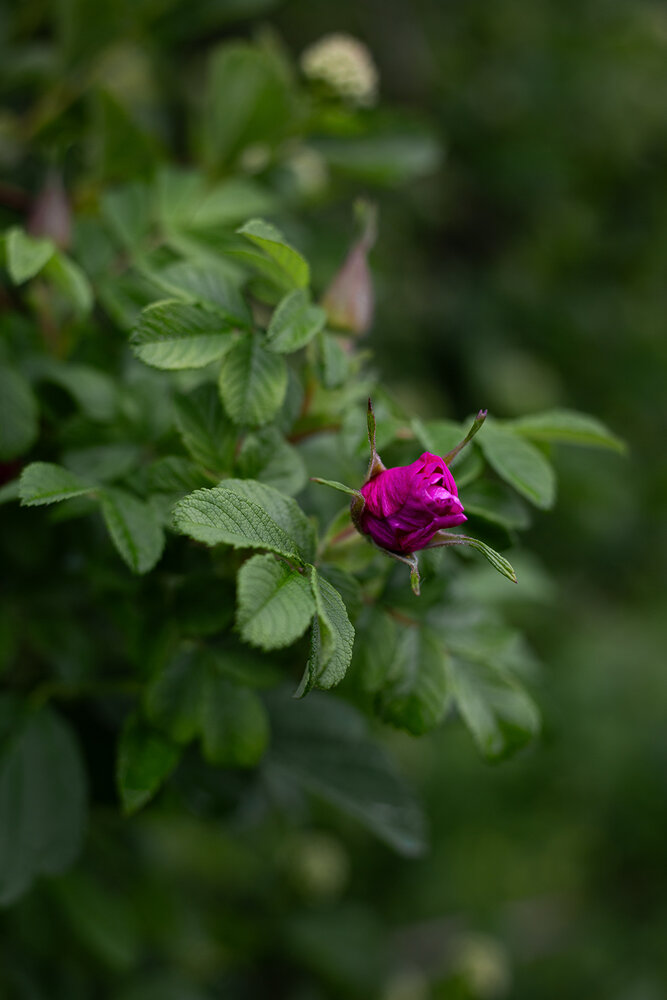 Photograph by Rimma Larkina