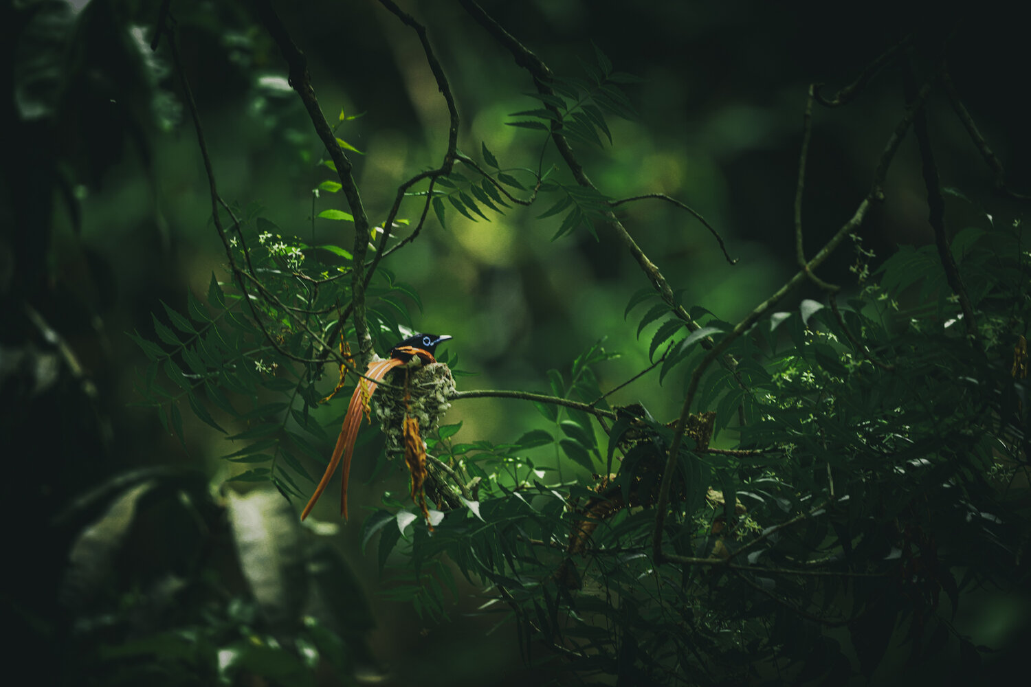Photo #13853228