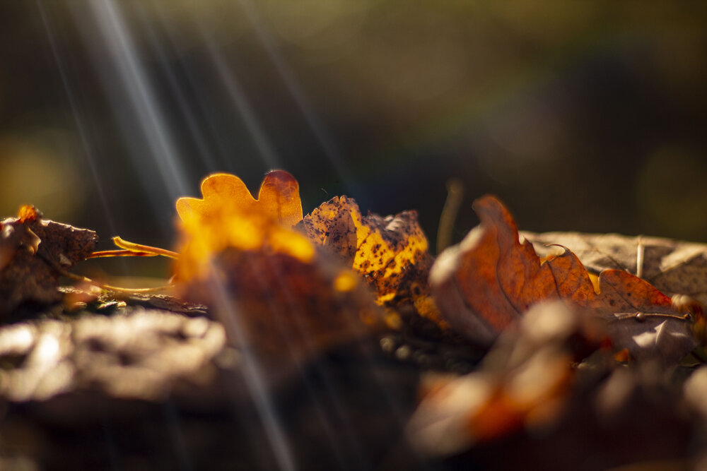 Photograph by Екатерина Ракова