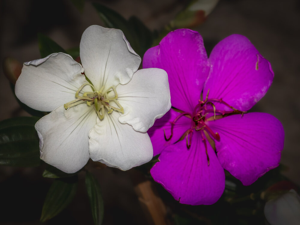 Photograph by Silvio José
