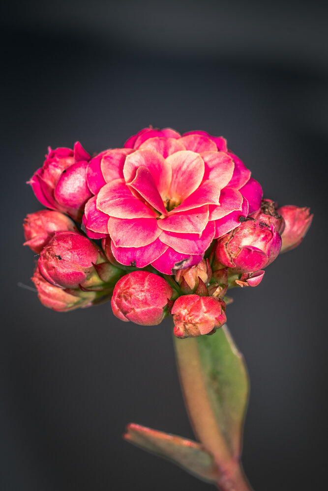 Photograph by Silvio José