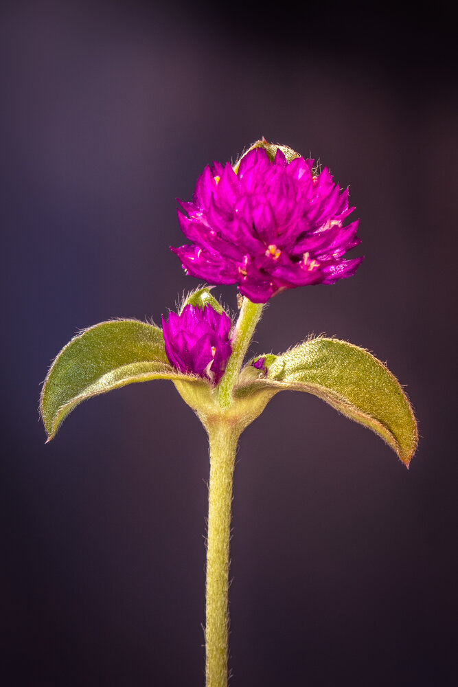 Photograph by Silvio José