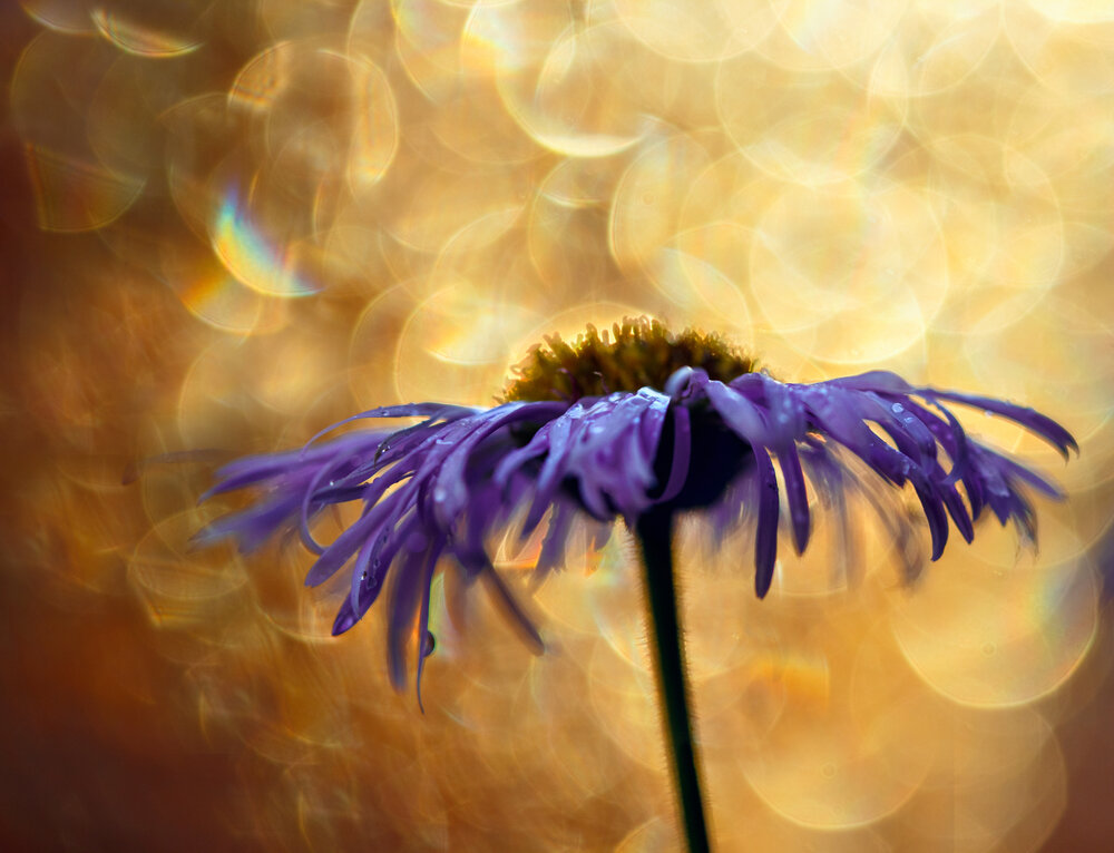Photograph by Наталья Мячикова