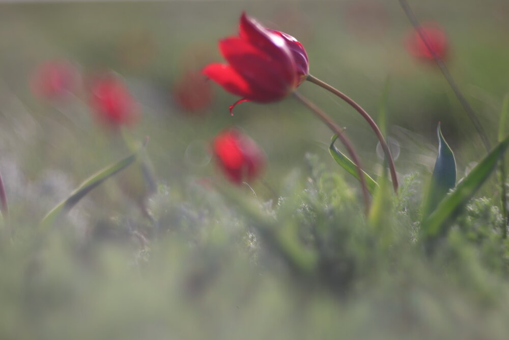 Photograph by Одаренко Ольга