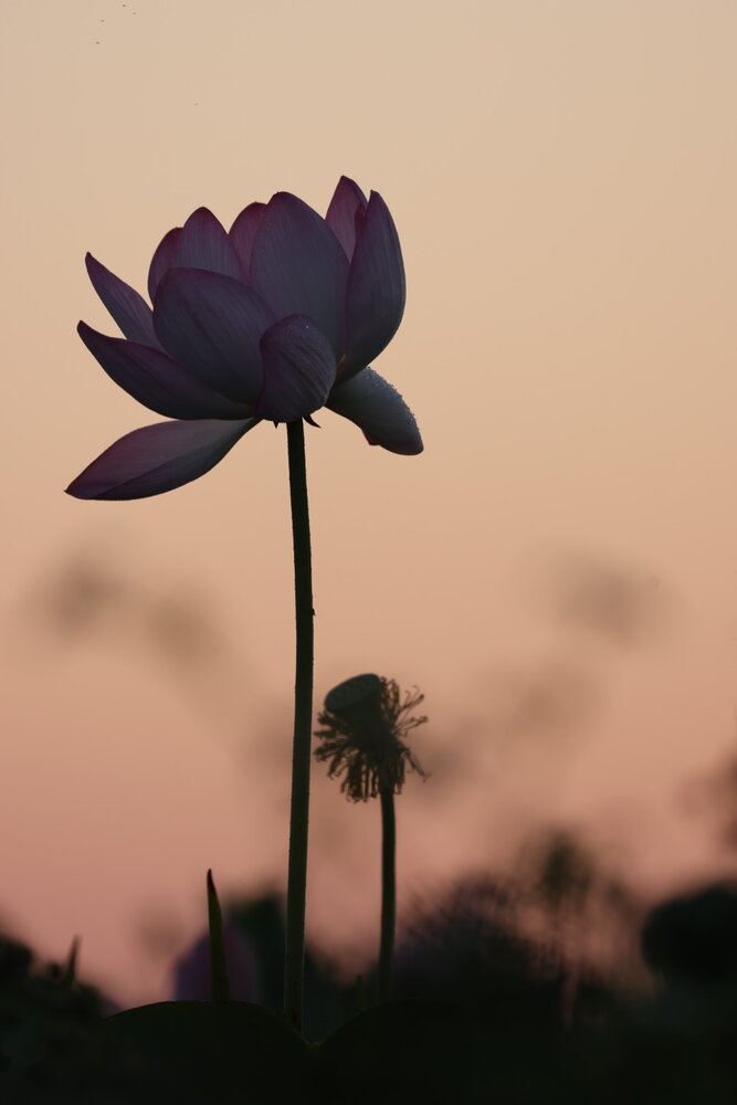 Photograph by Одаренко Ольга