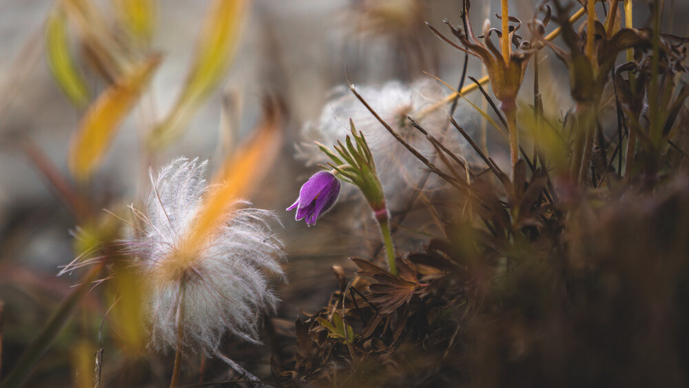 Photograph by Александр Салякаев