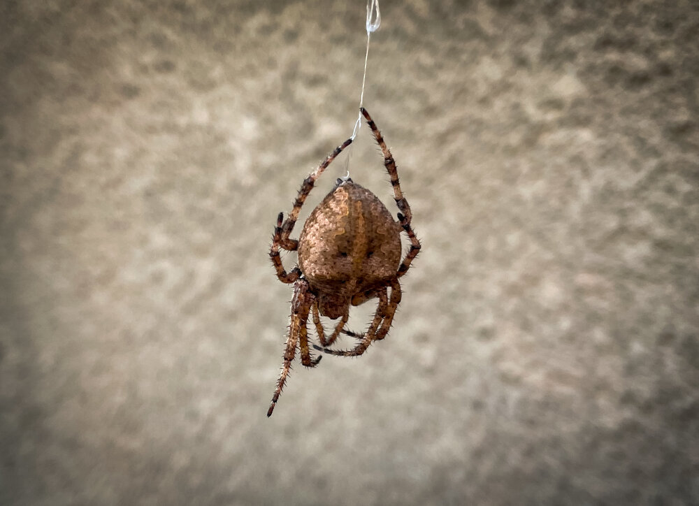 Photograph by Deyan Borisov