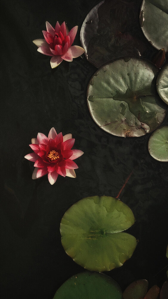 Photograph by Алина