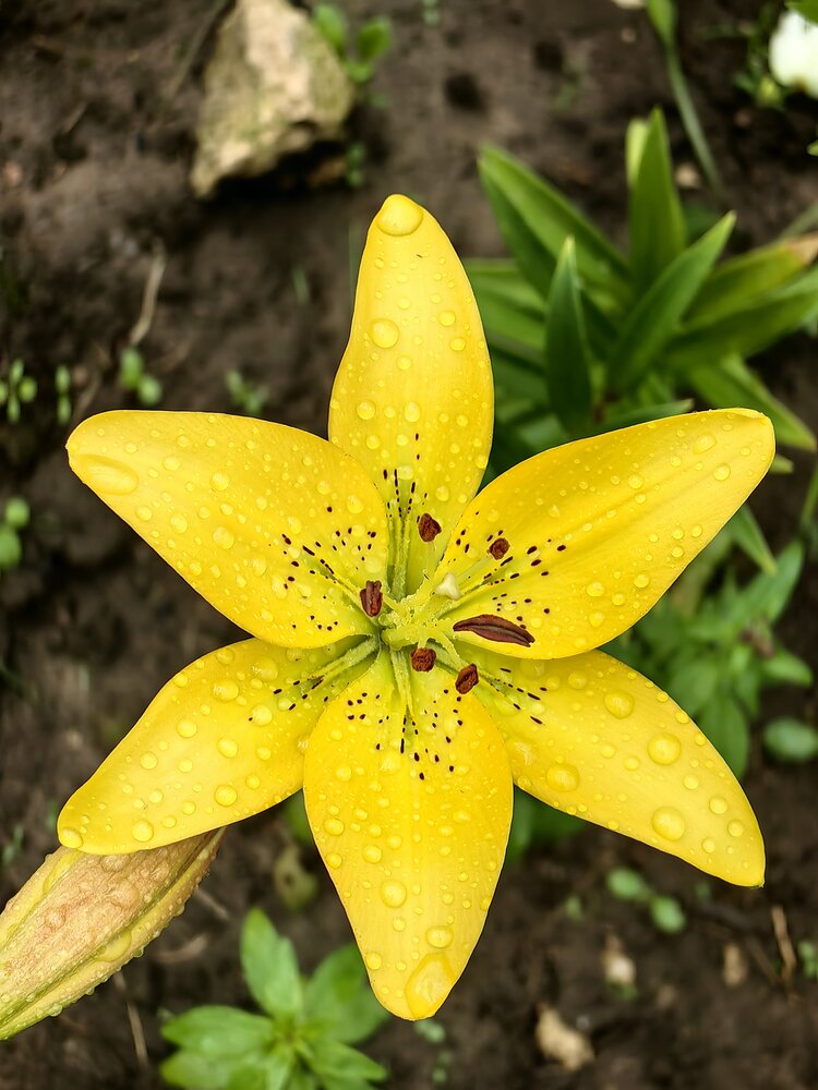 Photograph by Юлия Горелова
