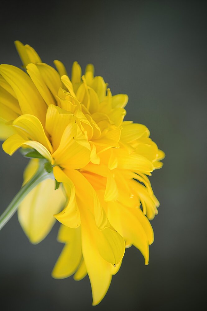 Photograph by София Бояринцева
