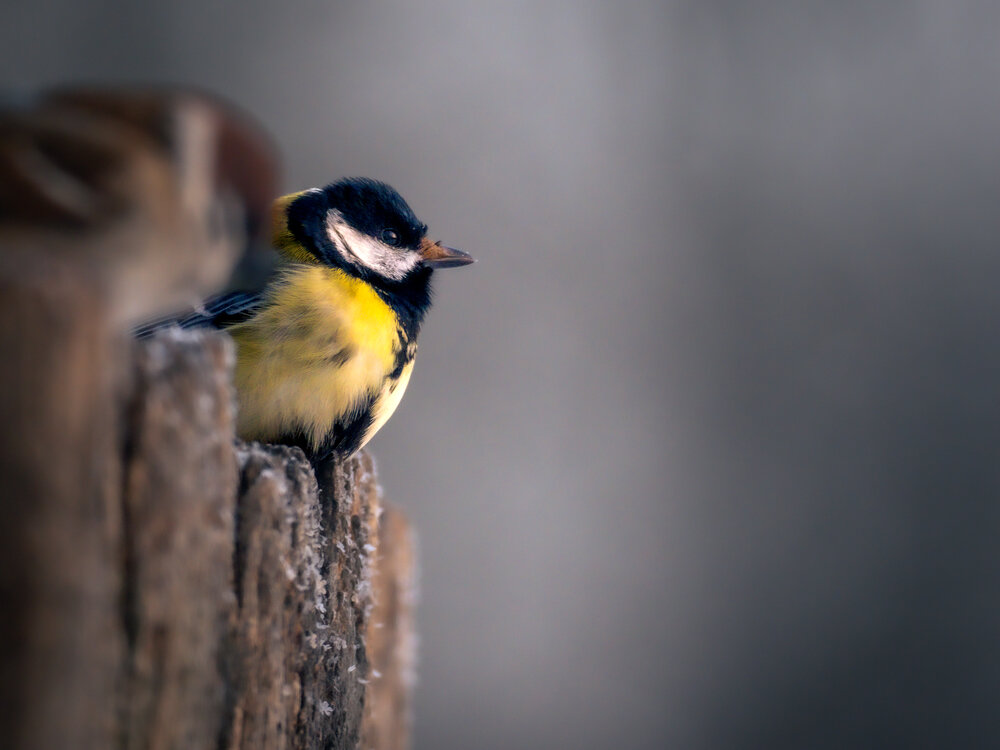 Photograph by Gergely Janovszky