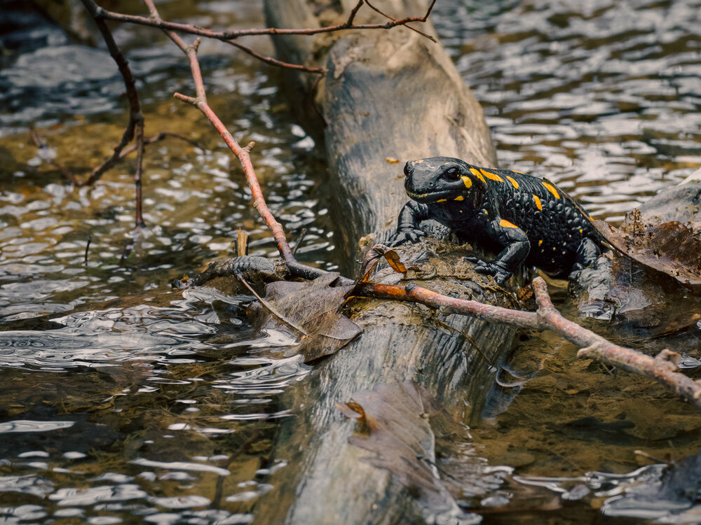 Photograph by Gergely Janovszky