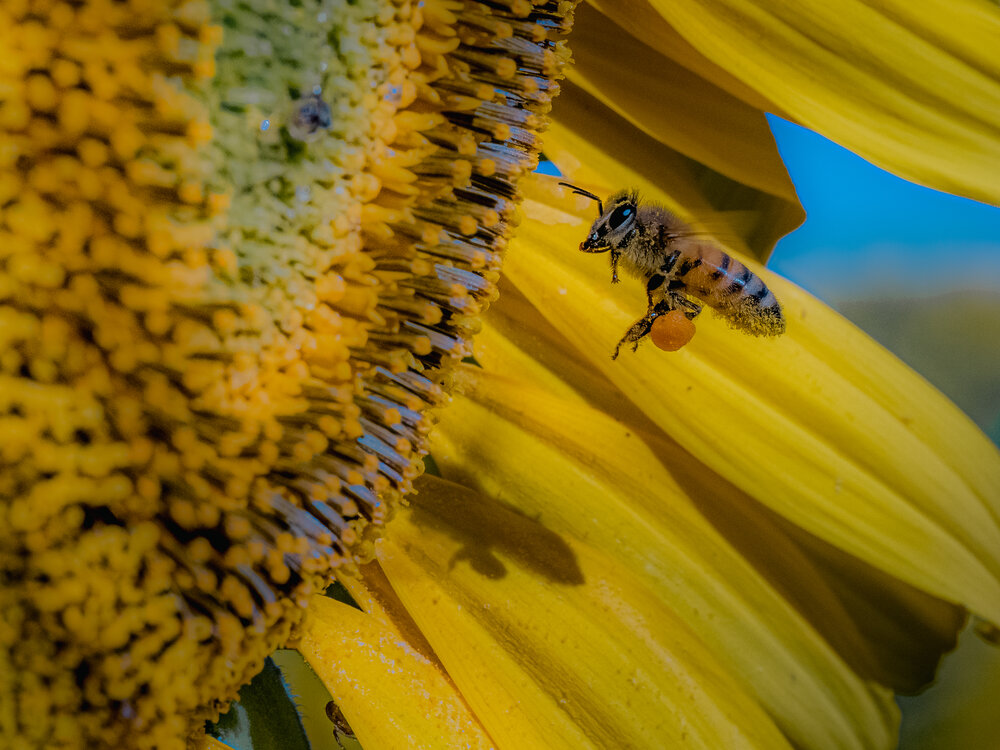 Photograph by Gergely Janovszky