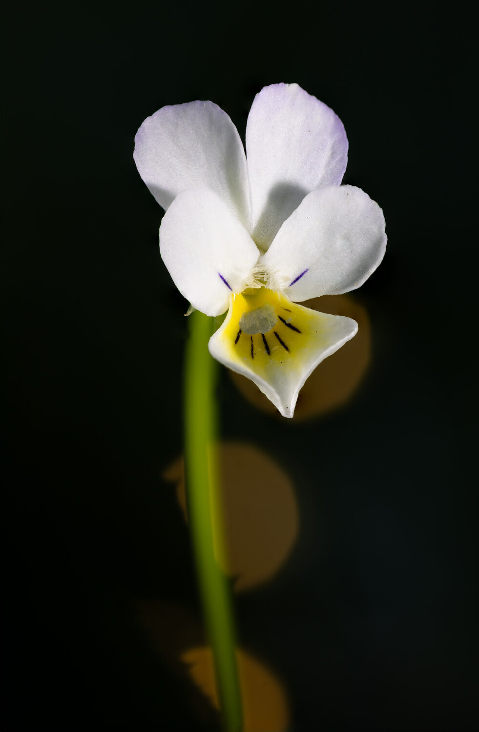 Photo #13853957