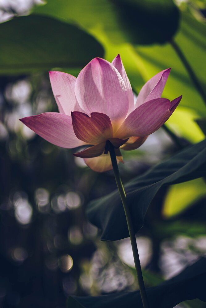 Photograph by Клычкова Екатерина