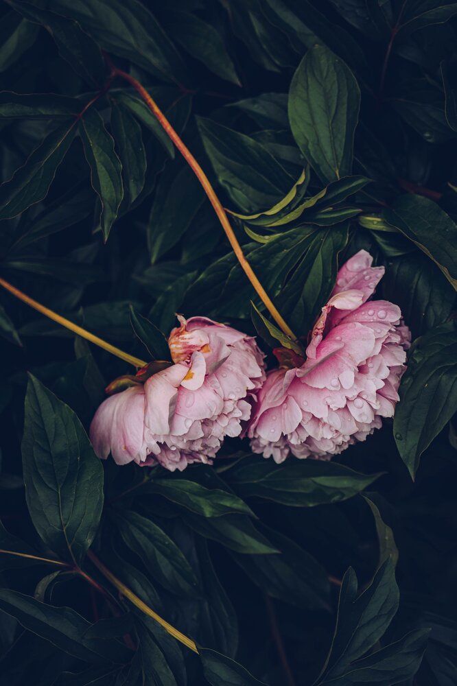 Photograph by Клычкова Екатерина