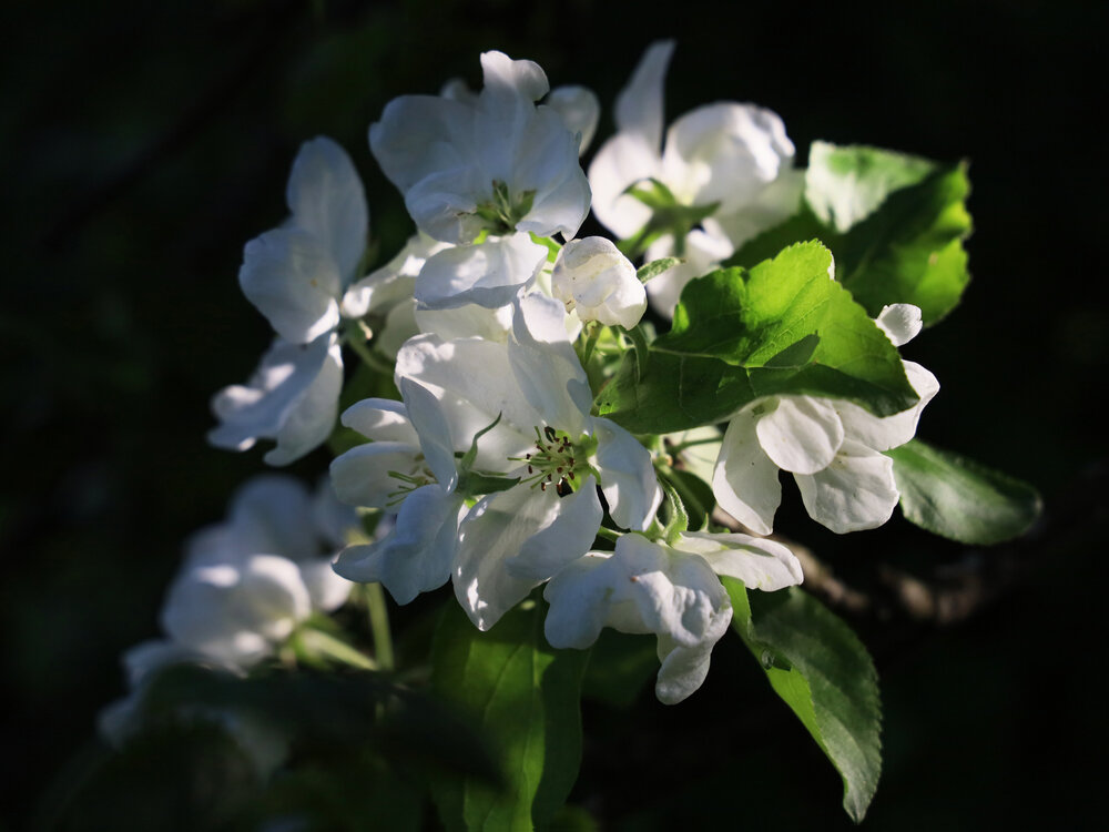 Photograph by Марианна Браун