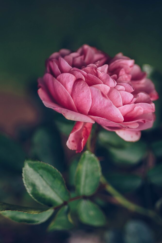 Photograph by Клычкова Екатерина
