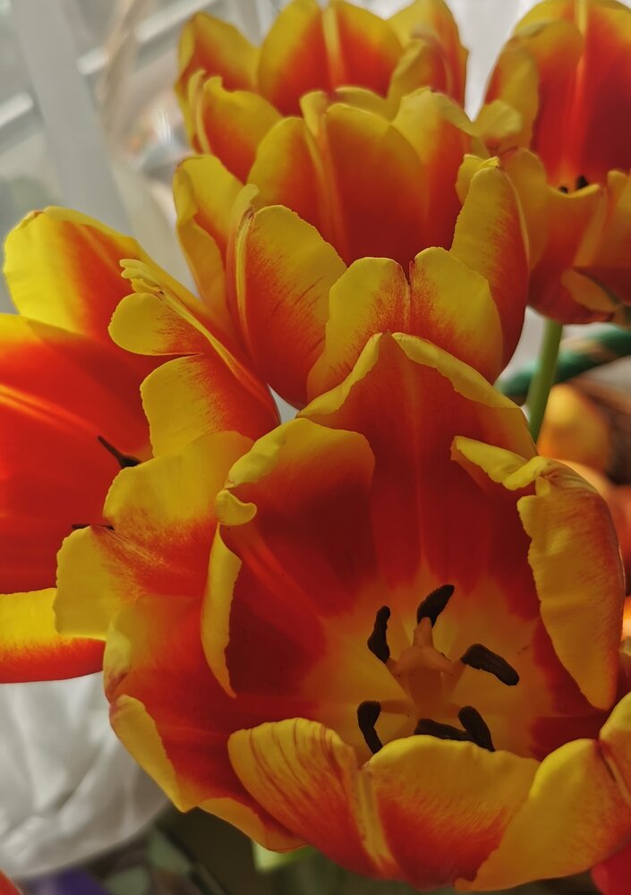 Photograph by Семенцова Юлия