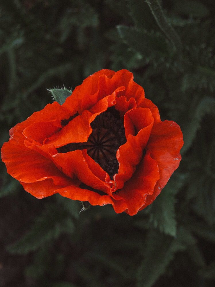 Photograph by Гузель Гнилорыбова