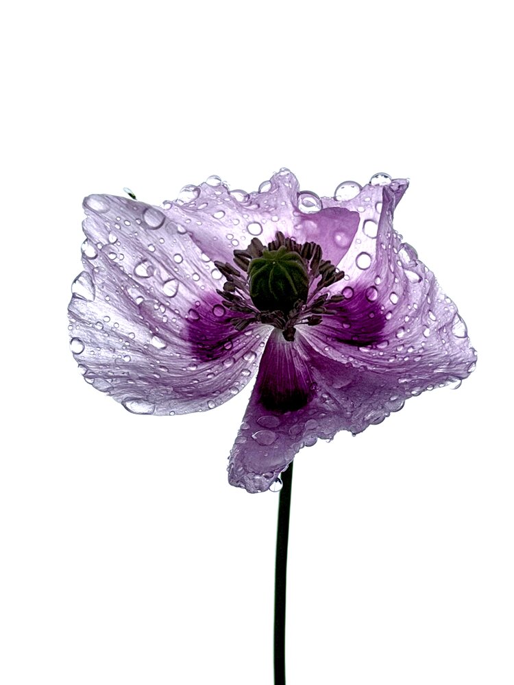 Photograph by Татьяна Шуклина