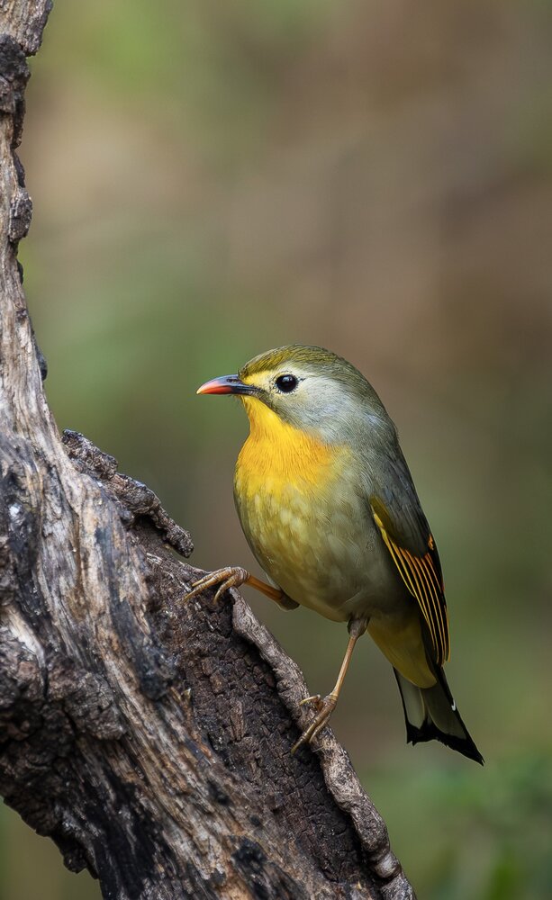 Photograph by Pritam Mandal