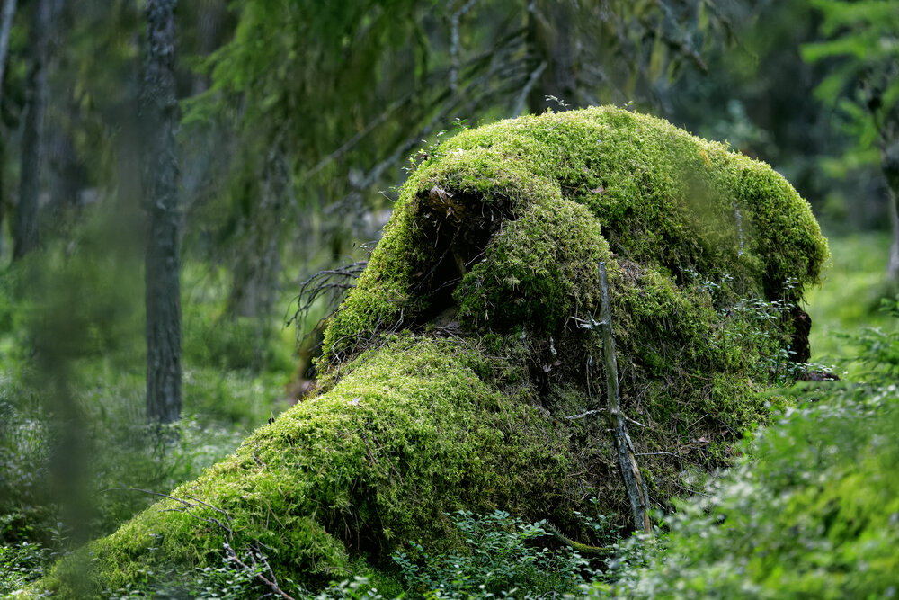 Photograph by Ян