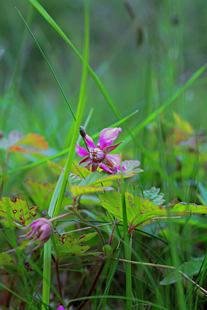 Photograph by Онищук Татьяна
